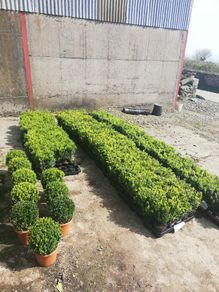 Box Hedging