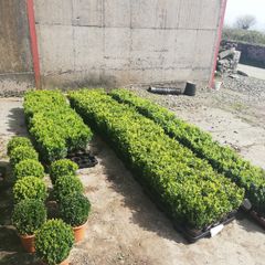 Box Hedging