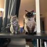 Cats for adoption Image 4