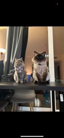 Cats for adoption