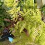 tree fern Image 2