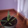 aloe vera Image 2