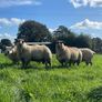 Texel/ Rouge Rams Image 8