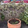 Plants Image 2