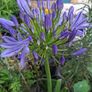 Blue Agapanthus 2ft tall in 3 Liter pot Image 4