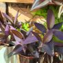 House plants Image 5