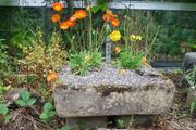 trough, planter