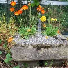trough, planter