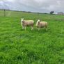 PBR Texel ewe lambs Image 2