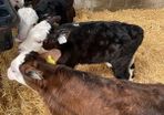 Calves