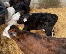 Calves