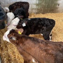 Calves