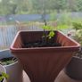 curry leaf plants Image 2