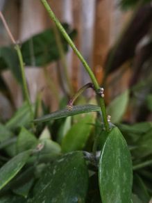 hoya gracilis plant