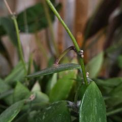 hoya gracilis plant