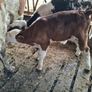 Calf Image 2