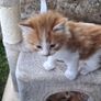 kitten Image 3