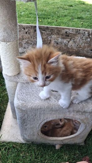 kitten