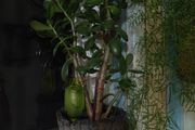 jade plant