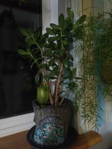 jade plant