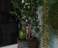 jade plant