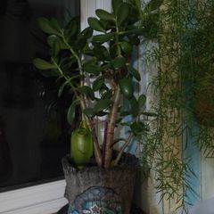 jade plant
