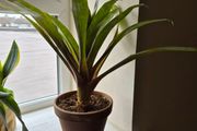 indoor plant