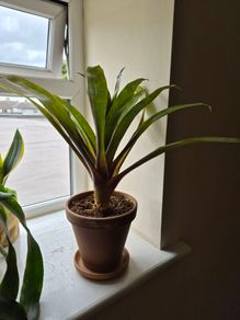 indoor plant