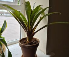 indoor plant