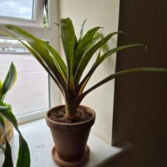 indoor plant