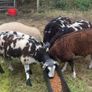 Badger Face Texel & Dutch Spotted lambs Available Image 4