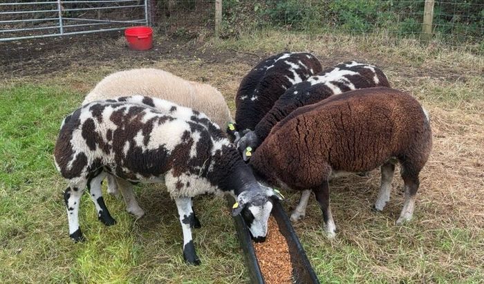 Dutch Spotted Rams & Badger Face Texel
