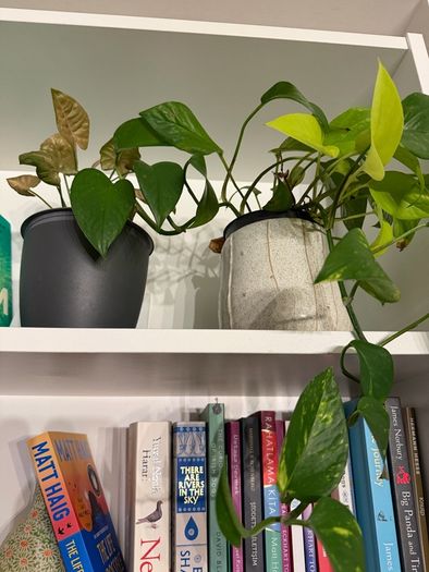 Plants for sale