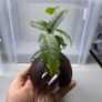 Coconut with Two Anubias Plants Image 3
