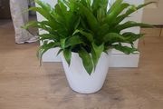Asplenium Nidus planter