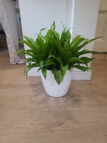 Asplenium Nidus planter