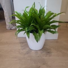 Asplenium Nidus planter