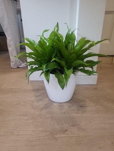 Asplenium Nidus planter