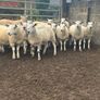 Texel mule hoggets Image 2