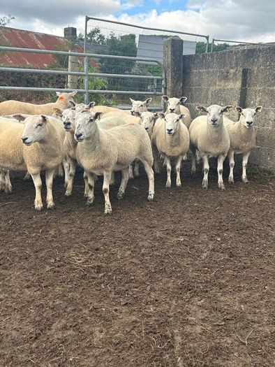 Texel mule hoggets