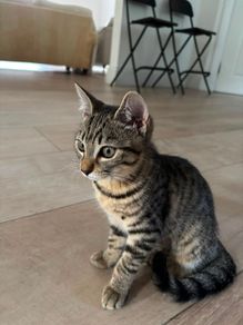 Two Sweet Kittens Looking for Loving Homes
