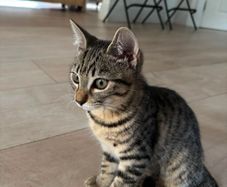 Two Sweet Kittens Looking for Loving Homes