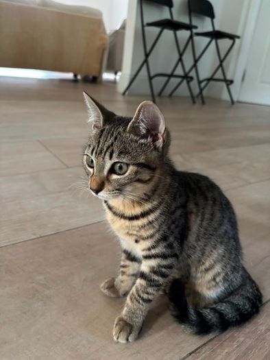 Two Sweet Kittens Looking for Loving Homes