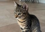 Relisting Two 7 Month Old Kittens Looking for a Loving Home Together
