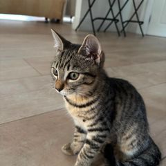Relisting Two 7 Month Old Kittens Looking for a Loving Home Together