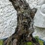 Bonsai Image 9