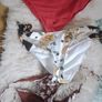 Fancy panties Image 5