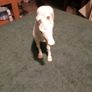 porcelain horse Image 2