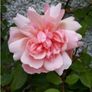 Climbing and Rambling Albertine Rose Image 5