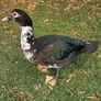 Muscovy drakes Image 10